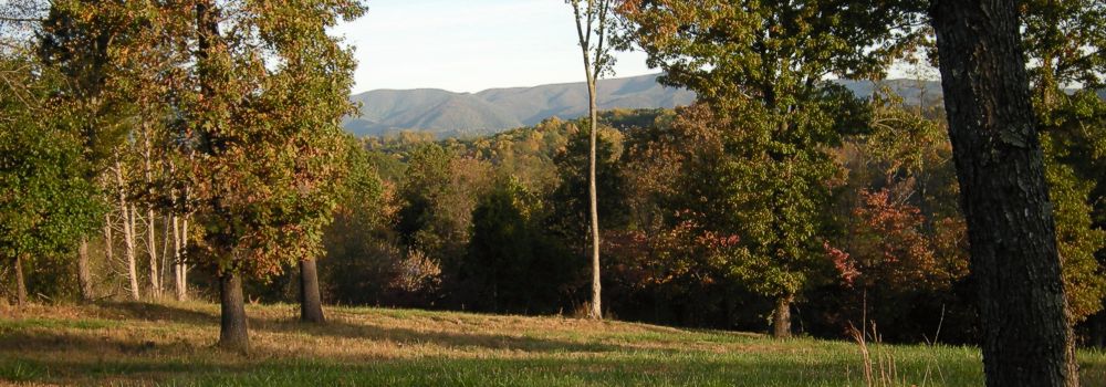 View of mountain meadow